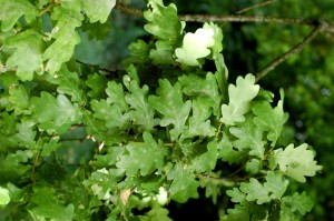 English Oak leaves