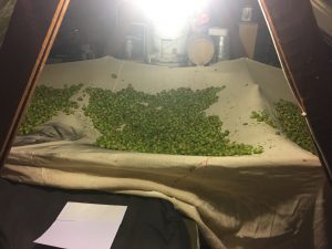 Hops in the attic